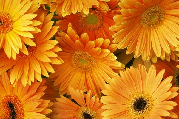 Orange gerberas background of flowers