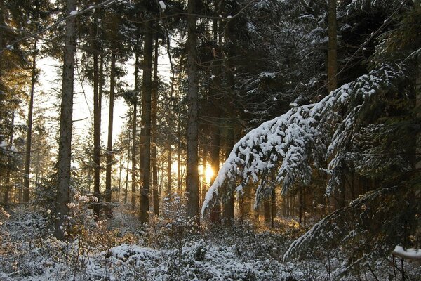 Bosque de coníferas en la nieve en medio de la puesta de sol