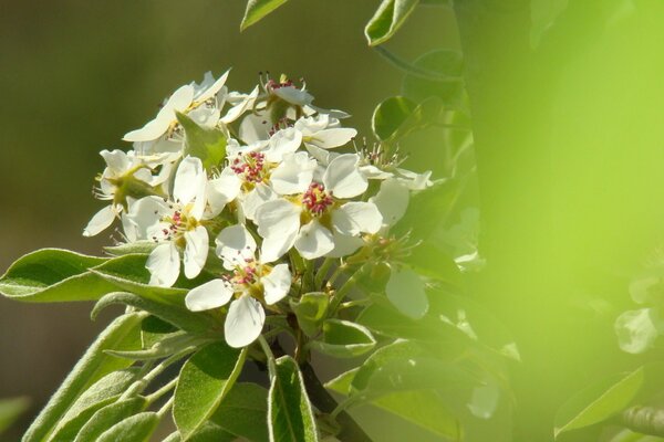 Floraison printanière de poire sur fond vert