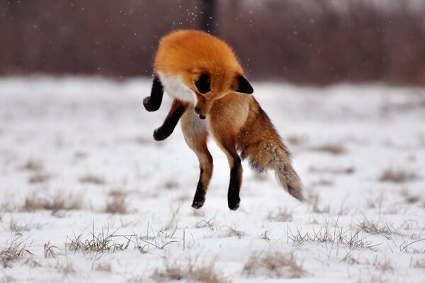 A fox bounces in the snow in a field in winter