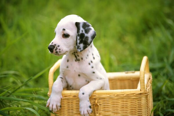 Cucciolo del dalmata in un cestino sulla natura nell erba