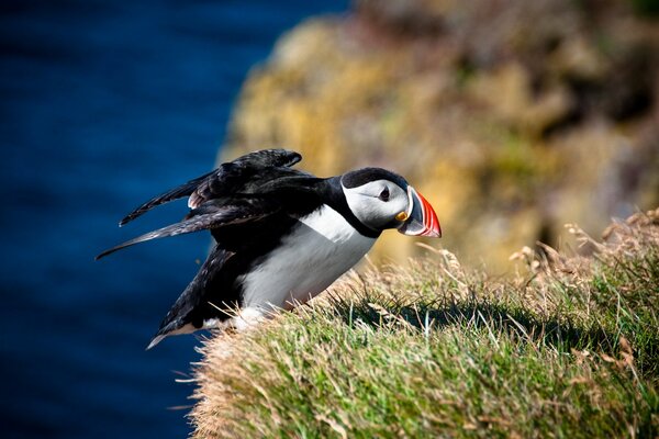 Oiseaux lumineux, impasse, animaux de l Arctique