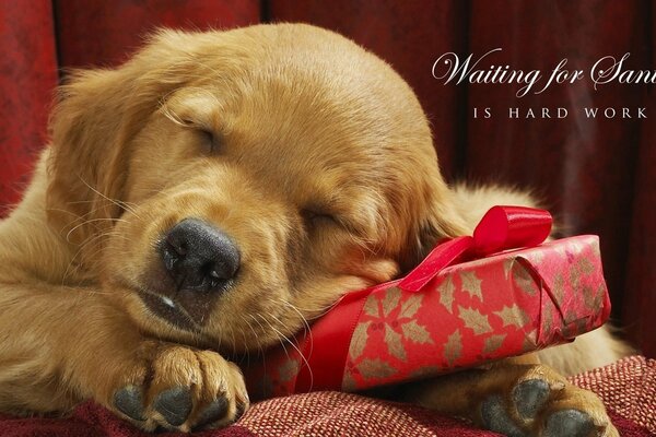 Il cucciolo dorme con la testa sul regalo