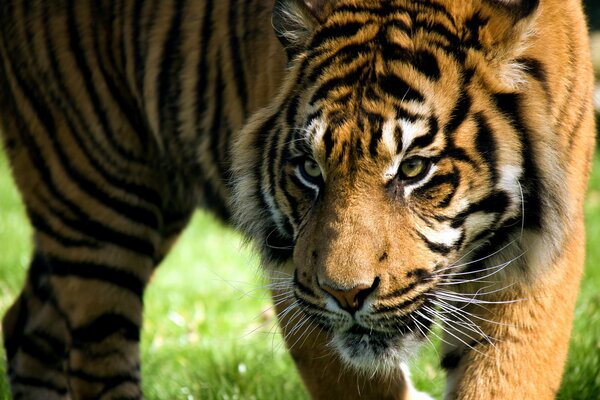 Ein riesiger Tiger mit einem müden räuberischen Blick