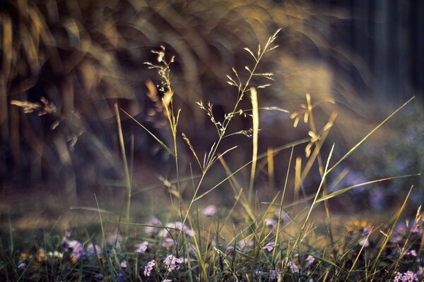 Piante da campo. Riprese macro