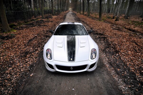 Auto sportiva bianca Ferrari nel bosco