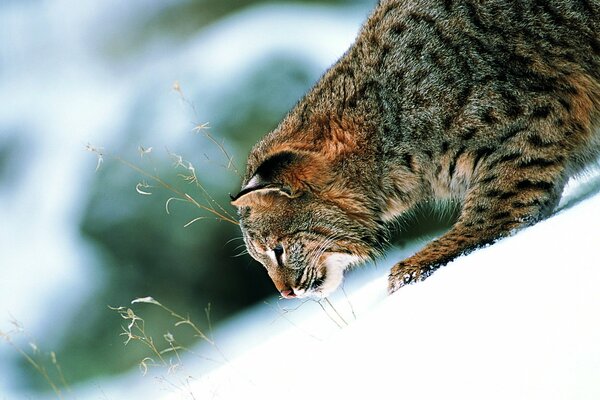 ¿Qué puede ser más hermoso que un gato que se escabulle en la nieve