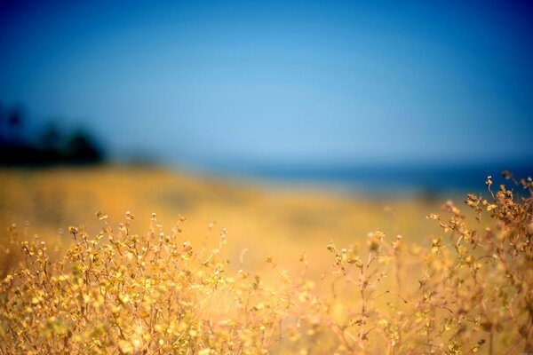 Żółta roślina w żółtym polu na tle błękitnego nieba