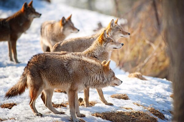 Manada de lobos en invierno en la nieve en el bosque