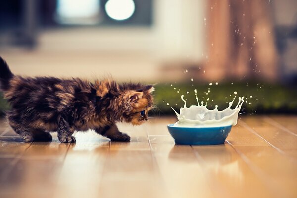 A frightened kitten sneaks up to a bowl of spattered milk