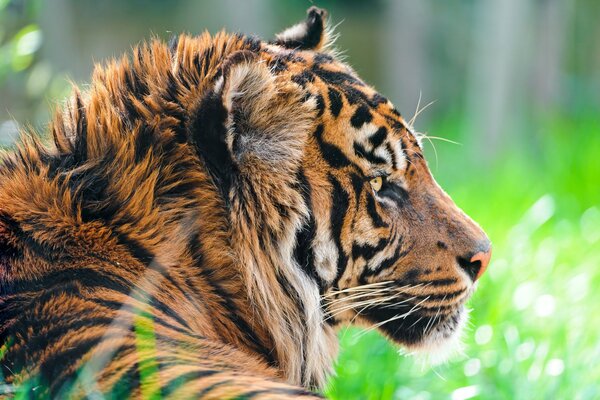 Tigre de Sumatra sur fond d herbe