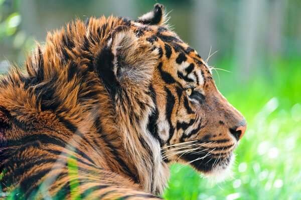Tygrys sumatrzański na tle trawy