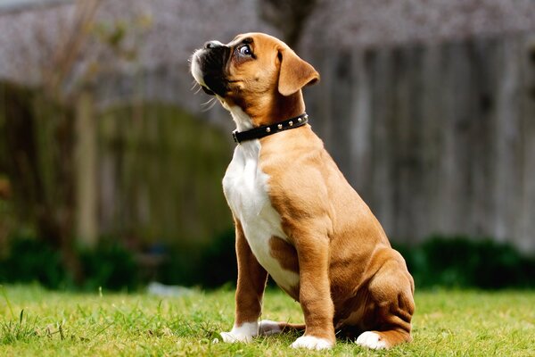 Le chiot qui regarde de travers a clairement conçu quelque chose