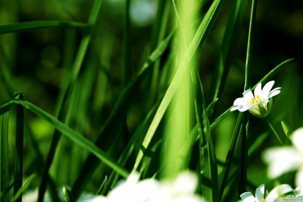 Champ avec camomille et herbe en été