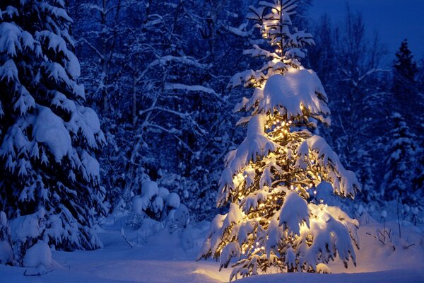 Albero di Natale con luci nella foresta