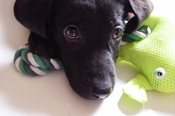 Chiot Labrador avec jouet en peluche