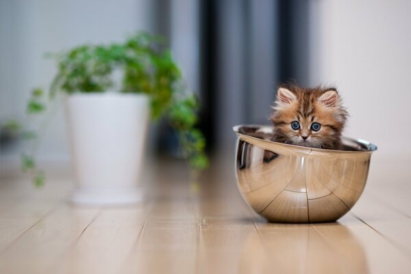 Котик в металлической миске, горшок с зеленью