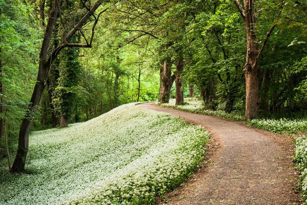 White flowers around the path in the park in spring