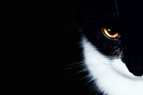 The muzzle of a black and white cat with a fiery look