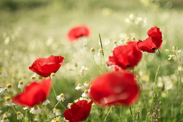 Sommerkamillen, Mohnblumen auf Unschärfe Hintergrund