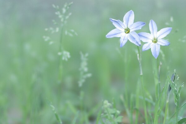 Fiori bianchi e blu su sfondo verde