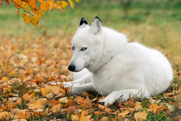 White husky in autumn on fallen leaves