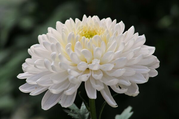 Grande fleur de chrysanthème blanc