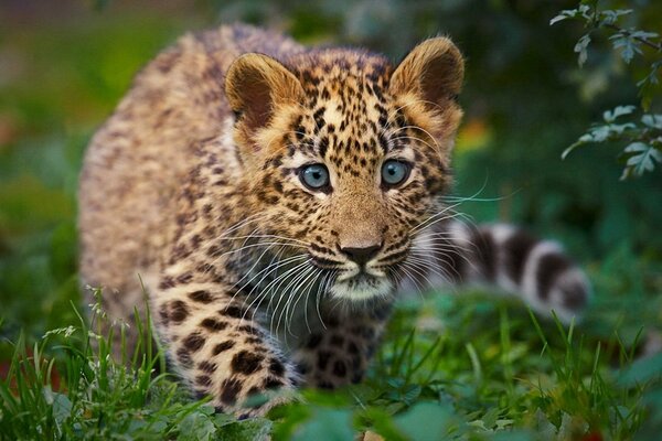 A leopard cub lurking in the grass