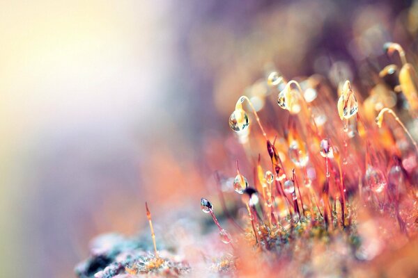 Beautiful drops in a beautiful forest