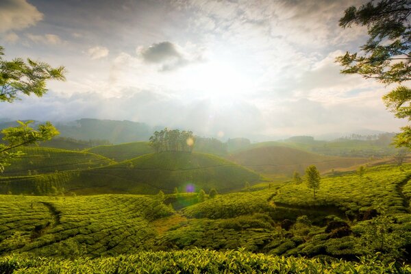 Collines verdoyantes au soleil