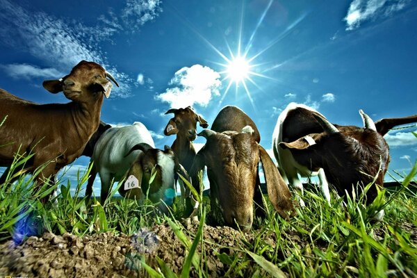 National geographic béliers dans la Prairie