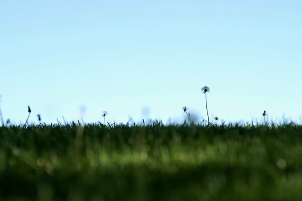 Imagine yourself in a field full of dandelions