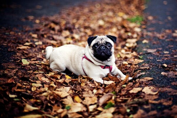 Pug in autumn days in the park