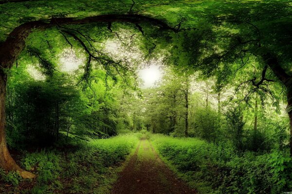 Bosque verde con un camino en el fondo
