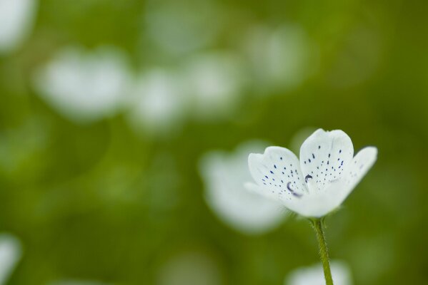 Kleine weiße Blume auf grünem Hintergrund