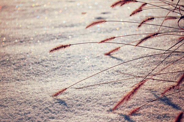 Foto di spighette su uno sfondo di neve scintillante