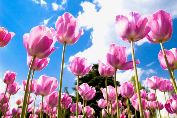 Rosa Tulpen auf einem Hintergrund von Wolken