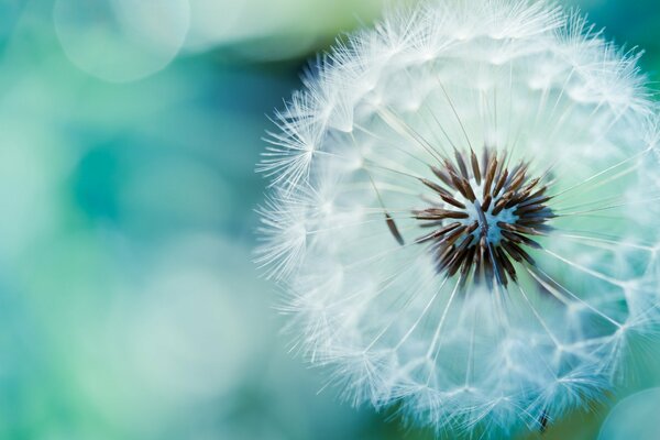 Airy white dandelion macro photo