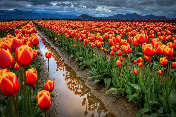 Infinito después De los tulipanes rojos en la noche