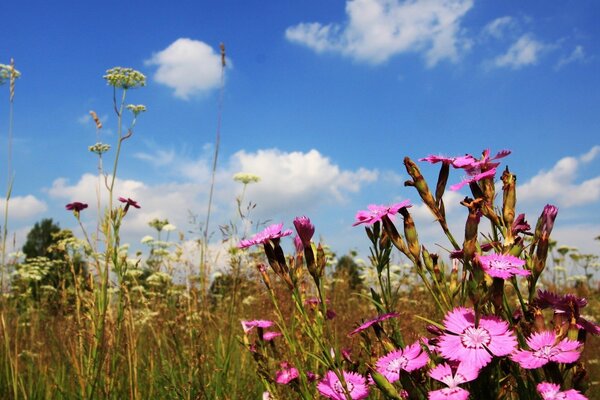 Der Frühling ist gekommen, um das Gras herum blühen Blumen und Schönheit