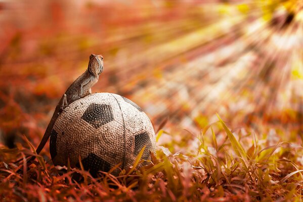 Lézard au soleil assis sur une balle