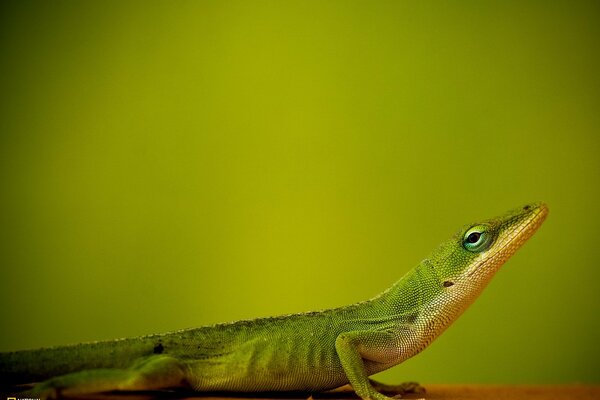 National geographic lagarto, vida silvestre