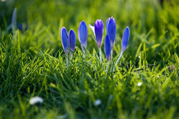 Buds of blue crocuses on a grass background