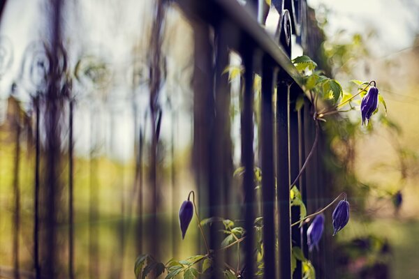 Plants on the fence of the autumn park