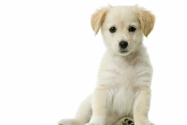 White puppy on a white background