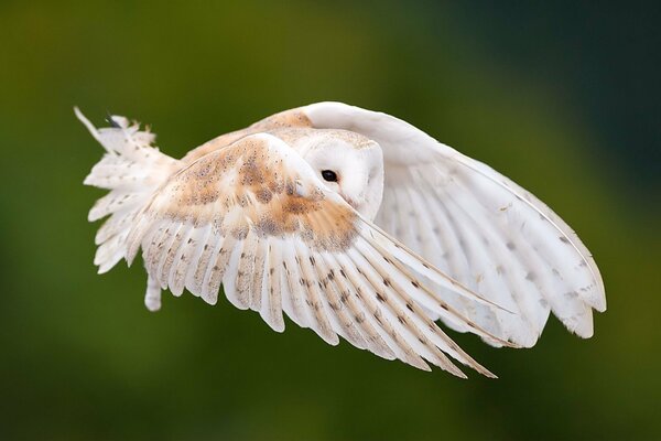 Eule hat im Flug ihre Flügel ausgebreitet