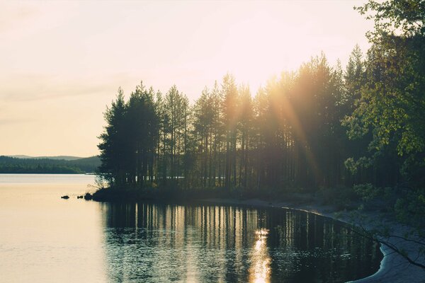 Лес в солнечном свете у озера