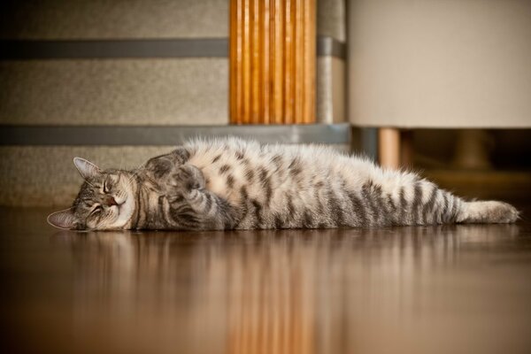 The cat is lying on its back on the floor