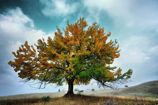 Arbre d automne sur fond de nuages