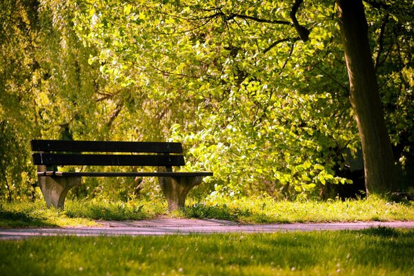 Banco de pie a la sombra en el bosque de verano